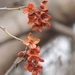 Imagem de Escada-de-jacaré