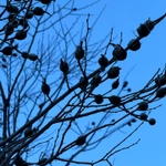 Imagem de Celtis bungeana