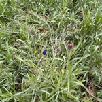 Imagem de Centaurea