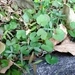 Imagem de Centella