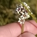 Imagem de Planta-carnívora-australiana