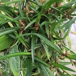 Imagem de Ceratostylis retisquama