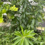 Imagem de Jasmim-verde