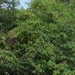 Imagem de Jasmim-do-pará