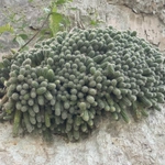 Imagem de Cacto-amendoim