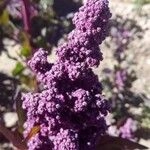 Imagem de Quinoa