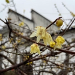 Imagem de flor-de-inverno