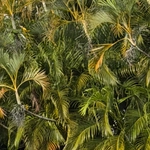 Imagem de palmeira-areca