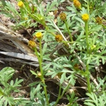 Imagem de Camomila-do-campo