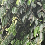 Imagem de Abiu-do-Pará