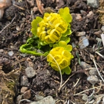 Imagem de Chrysosplenium nudicaule