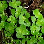 Imagem de Chrysosplenium oppositifolium