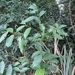 Imagem de Canela-da-China