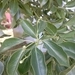 Imagem de Canela