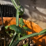 Imagem de Cacto uva