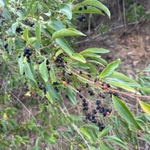 Imagem de Citharexylum mirianthum
