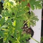 Imagem de Capim-citronela