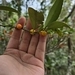 Imagem de Laranja Kinkan