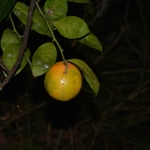 Imagem de limão-cravo