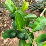 Imagem de Calamondin