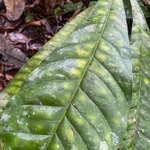 Imagem de Língua-de-tucano