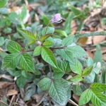 Imagem de Flor de Aranha