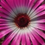 Imagem de margarida-do-cabo