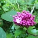 Imagem de Clerodendro