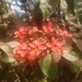 Imagem de Florzinha-de-fogo