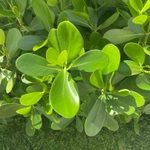 Imagem de Abaneiro