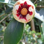 Imagem de Clusia lanceolata