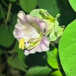 Imagem de Sino-de-jardim