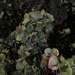 Imagem de Uva-do-mar