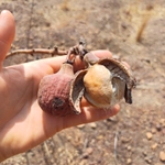 Imagem de Algodãozinho-do-cerrado