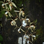 Imagem de Orquídea-veludo
