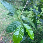 Imagem de Café