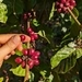Imagem de Café