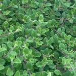 Imagem de Hortelã Variegata