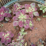 Imagem de coleus