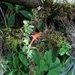 Imagem de Planta Batom