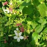 Imagem de Jasmim-da-Índia