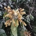 Imagem de Molungu-do-cerrado