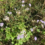 Imagem de Mistflower