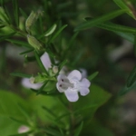 Imagem de Conradina verticillata