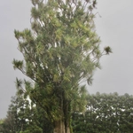 Imagem de Dracena chocolate