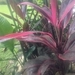 Imagem de Dracena
