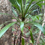 Imagem de Dracena