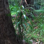 Imagem de Dracena-preta