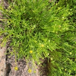 Imagem de coreopsis