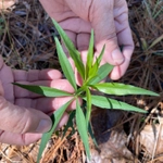 Imagem de Margarida-amarela